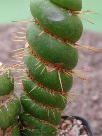 eulychnia_castanea_v._varispiralis